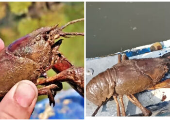 Γέμισε Τεράστιες καραβίδες και καβούρια ο Πηνειός![video]