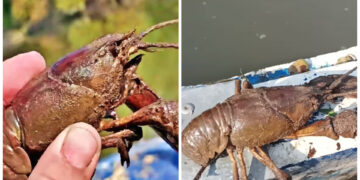 Γέμισε Τεράστιες καραβίδες και καβούρια ο Πηνειός![video]