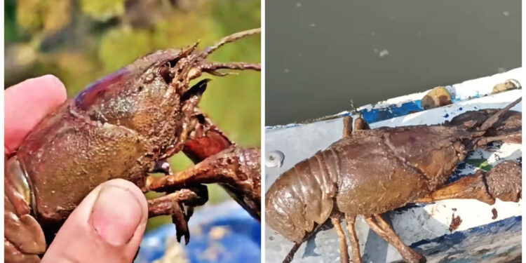 Γέμισε Τεράστιες καραβίδες και καβούρια ο Πηνειός![video]