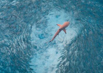 Έτρεχαν οι λουόμενοι να βγουν απο την Θάλασσα! Εμφανίστηκε Καρχαρίας σε παραλία της Αργολίδας