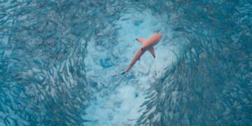 Alldaynews.gr Έτρεχαν οι λουόμενοι να βγουν απο την Θάλασσα! Εμφανίστηκε Καρχαρίας σε παραλία της Αργολίδας