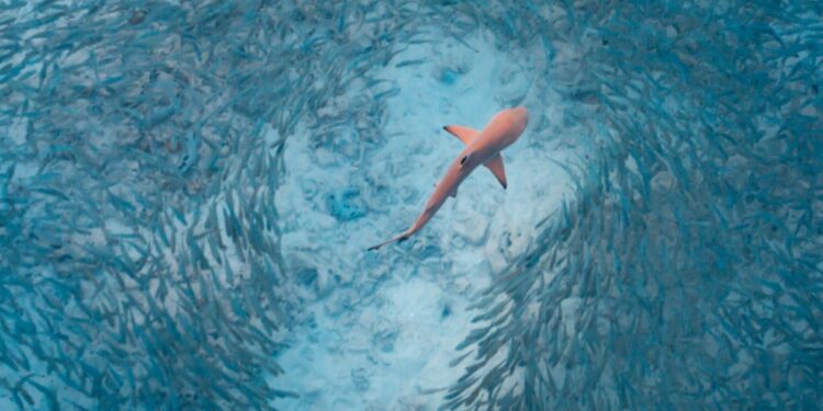 Alldaynews.gr Έτρεχαν οι λουόμενοι να βγουν απο την Θάλασσα! Εμφανίστηκε Καρχαρίας σε παραλία της Αργολίδας