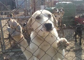 H αστυνομία έκανε έφοδο και συνέλαβε γυναίκα με 60 σκυλιά