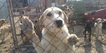 Alldaynews.gr H αστυνομία έκανε έφοδο και συνέλαβε γυναίκα με 60 σκυλιά