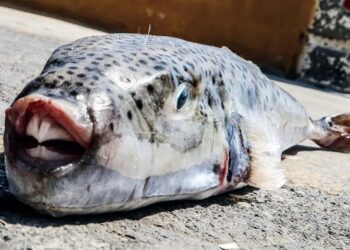 Λαγοκέφαλοι δαγκώνουν λουόμενους και σκορπάνε τον τρόμο σε παραλίες: «Κάποιες επιθέσεις έχουν καταλήξει και σε ακρωτηριασμούς»