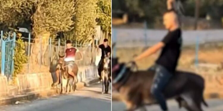 Λέσβος-Εικόνες Ντροπής! Παιδιά μaστιγώνουν γαϊδουράκια σε αυτοσχέδιους αγώνες και ο κόσμος χειροκροτεί[video]