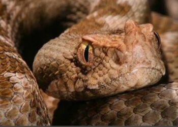 ”Πάγωσαν” όσοι την είδαν: Οχιά βρέθηκε στην Κεντρική Πλατεία της Λαμίας[Φωτογραφίες]