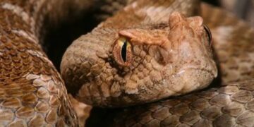 ”Πάγωσαν” όσοι την είδαν: Οχιά βρέθηκε στην Κεντρική Πλατεία της Λαμίας[Φωτογραφίες]