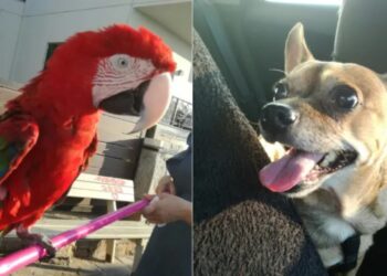 “Ρουά” και “Γλύκας”: Μια αναπάντεχη… φιλία ανάμεσα σε παπαγάλο και σκύλο που τελείωσε… άδοξα[Φωτογραφίες]