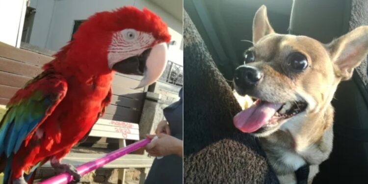 “Ρουά” και “Γλύκας”: Μια αναπάντεχη… φιλία ανάμεσα σε παπαγάλο και σκύλο που τελείωσε… άδοξα[Φωτογραφίες]