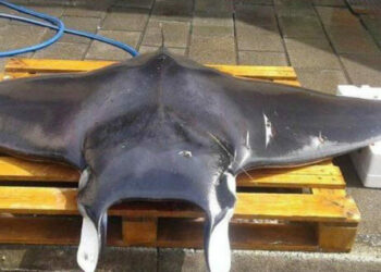 Δηλητηριώδες σαλάχι «κάρφωσε» γυναίκα με το κεντρί του – Σοκάρουν οι Φωτογραφίες (φωτο, video)