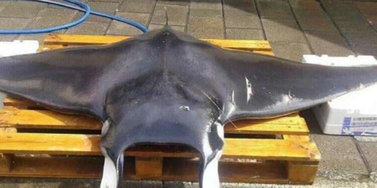 Δηλητηριώδες σαλάχι «κάρφωσε» γυναίκα με το κεντρί του – Σοκάρουν οι Φωτογραφίες (φωτο, video)