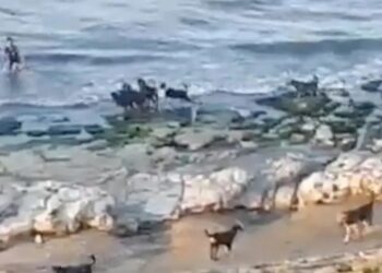 Σοκαριστιkο Βίντεο: Αγέλη άγριων σκύλων κυνηγά αγοράκι σε παραλία