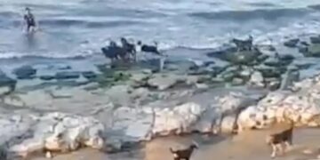 Σοκαριστιkο Βίντεο: Αγέλη άγριων σκύλων κυνηγά αγοράκι σε παραλία