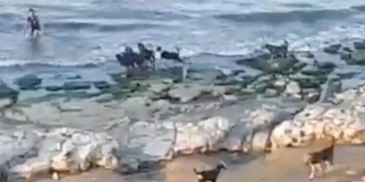 Σοκαριστιkο Βίντεο: Αγέλη άγριων σκύλων κυνηγά αγοράκι σε παραλία