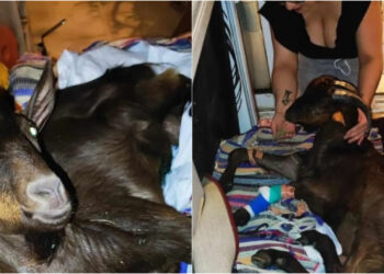 Κρήτη: Οικογένεια φροντίζει παράλυτο τράγο στο σπίτι της και ζητά βοήθεια[Φωτογραφίες]