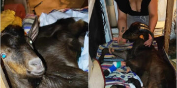 Κρήτη: Οικογένεια φροντίζει παράλυτο τράγο στο σπίτι της και ζητά βοήθεια[Φωτογραφίες]