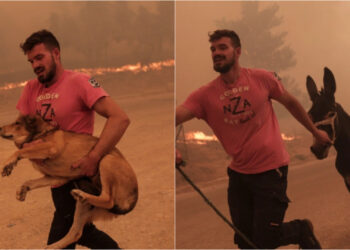 Φωτιά στη Φυλή: Κάτοικος σώζει ζώα από το πύρινο μέτωπο – Δείτε φωτογραφίες