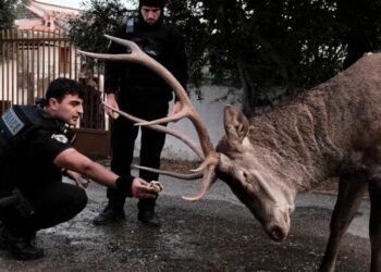 Πάρνηθα ελάφι αστυνομικός σύκα φωτιά