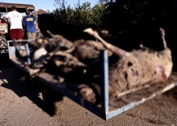 Alldaynews.gr Οργή στον Παλαμά: “Θα πετάξουμε τα νεκρά ζώα μπροστά στη Βουλή”