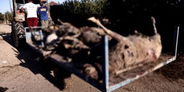 Οργή στον Παλαμά: “Θα πετάξουμε τα νεκρά ζώα μπροστά στη Βουλή”