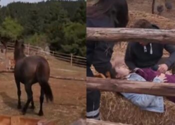 Σοβαρό ατύχημα διαγωνιζόμενης στη Φάρμα: Την χτύπησε άλογο (video)