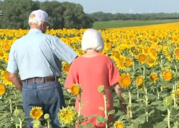 Φύτεψε κρυφά 1,2 εκατ. ηλιοτρόπια για δώρο επετείου – έκπληξη στη γυναίκα του (φωτο, video)