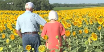 Alldaynews.gr Φύτεψε κρυφά 1,2 εκατ. ηλιοτρόπια για δώρο επετείου – έκπληξη στη γυναίκα του (φωτο, video)
