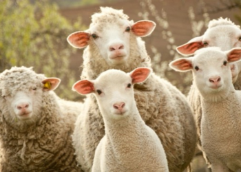 Βόλος: «Τα πρόβατα έφαγαν 300 κιλά χaσις και πρασινάδα, πηδούσαν πιο ψηλά απ’ τα κατσίκια» λέει ο ιδιοκτήτης της καλλιέργειας(video)