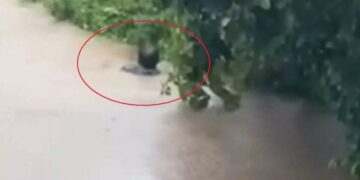 Κακοκαιρία Daniel: Η στιγμή που ο δήμαρχος Σκιάθου βουτάει στα λασπόνερα για να σώσει ανθρώπους[video]