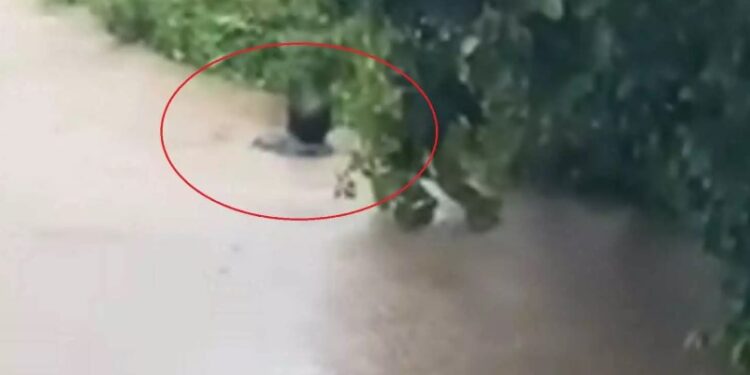 Κακοκαιρία Daniel: Η στιγμή που ο δήμαρχος Σκιάθου βουτάει στα λασπόνερα για να σώσει ανθρώπους[video]