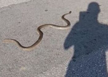 Σοκ στον Βόλο: Είδαν φίδι να κάνει βόλτα στην παραλία