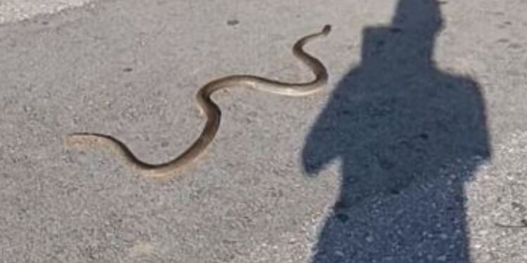 Σοκ στον Βόλο: Είδαν φίδι να κάνει βόλτα στην παραλία