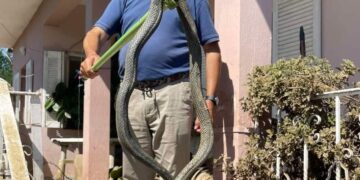 Κακοκαιρία Daniel: Φίδι Τέρας βγήκε μέσα από τα νερά στον Παλαμά[Φωτογραφία]