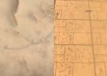 Λάρισα: Απίστευτες εικόνες – Δεκάδες ψάρια κολυμπούν στα πεζοδρόμια[video]