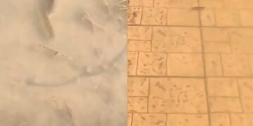 Λάρισα: Απίστευτες εικόνες – Δεκάδες ψάρια κολυμπούν στα πεζοδρόμια[video]