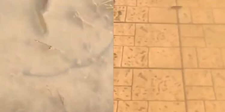 Λάρισα: Απίστευτες εικόνες – Δεκάδες ψάρια κολυμπούν στα πεζοδρόμια[video]