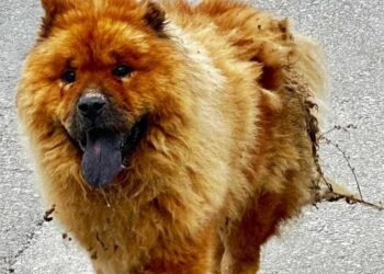 Σοκ στην Κρήτη: Έριξαν καυστικό υγρό σε αδέσποτο σκύλο[Σκληρή Εικόνα]