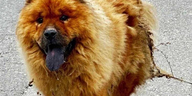 Σοκ στην Κρήτη: Έριξαν καυστικό υγρό σε αδέσποτο σκύλο[Σκληρή Εικόνα]