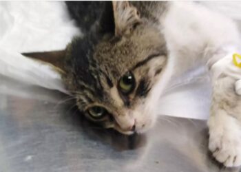 Χανιά: Πυροβόλησαν γάτα την ώρα που κοιμόταν