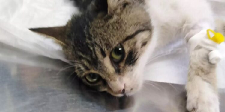 Alldaynews.gr Χανιά: Πυροβόλησαν γάτα την ώρα που κοιμόταν