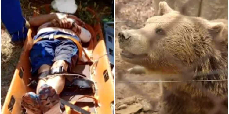 Μυθική περιγραφή του Αρτινού για την επίθεση αρκούδας: «Μωρή γιατί θέλεις να με σκοτώσεις», της είπε και τον άφησε