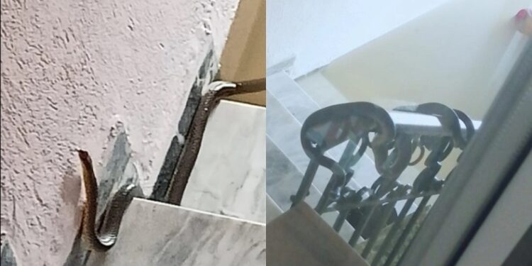 Απίστευτες εικόνες από εγκλωβισμένους ηλικιωμένους: Τα νερά βάζουν στα σπίτια και φίδια