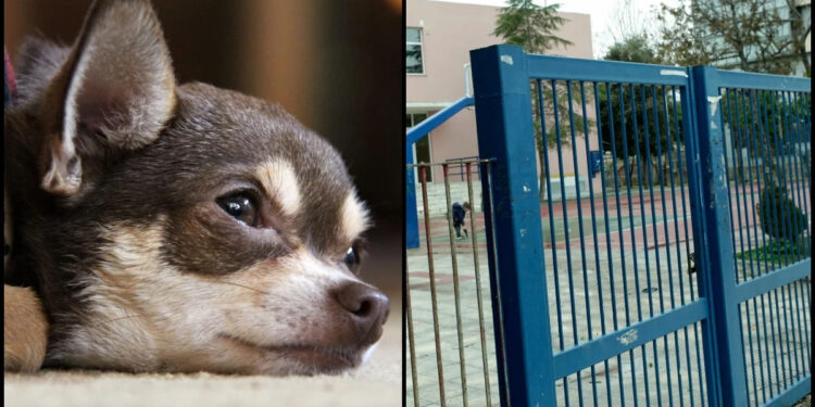 Θηριωδία σε δημοτικό σχολείο στη Λέσβο- Άγνωστοι έριξαν φόλα σε σκύλο μαθήτριας