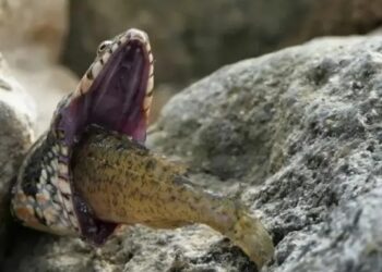 Φίδι πνίγεται ενώ προσπαθεί να καταπιεί ψάρι – Τρομακτικές εικόνες
