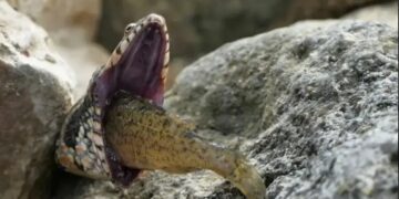 Φίδι πνίγεται ενώ προσπαθεί να καταπιεί ψάρι – Τρομακτικές εικόνες