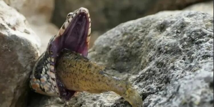 Φίδι πνίγεται ενώ προσπαθεί να καταπιεί ψάρι – Τρομακτικές εικόνες