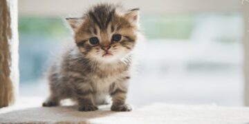 Φρίκη στη Ρόδο: Άγνωστος τeμάχισε γατάκι και έθαψε-Τον «επικήρυξαν» για 1.000 ευρώ