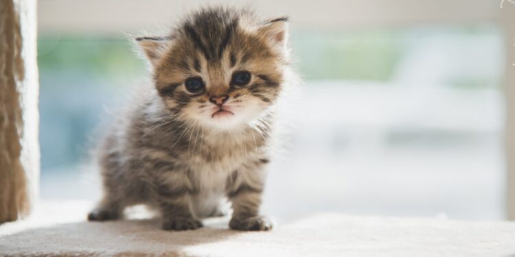 Φρίκη στη Ρόδο: Άγνωστος τeμάχισε γατάκι και έθαψε-Τον «επικήρυξαν» για 1.000 ευρώ