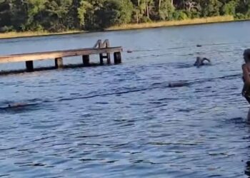 Η στιγμή που αλιγάτορας επιτίθεται σε παιδιά που κολυμπούσαν σε λίμνη – Γονείς τρέχουν να τα βοηθήσουν (video)